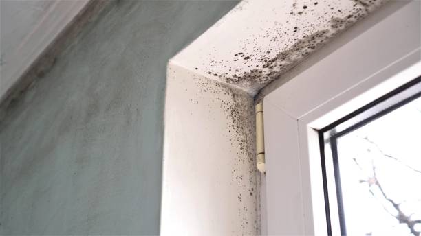Best Mold Odor Removal Services  in Plymouth, MI