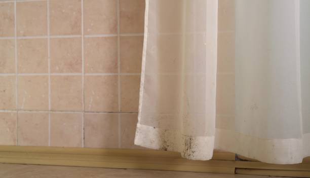 Best Emergency Mold Remediation  in Plymouth, MI