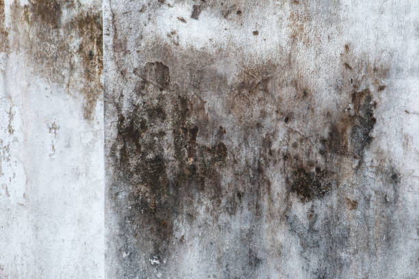 Best Asbestos and Lead Testing During Mold Inspection  in Plymouth, MI