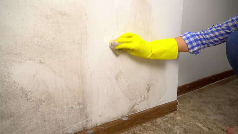 Best Dehumidification Services  in Plymouth, MI