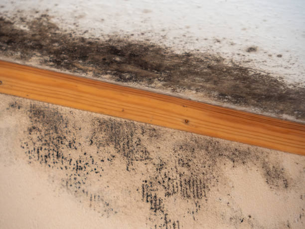 Best Water Damage & Mold Remediation  in Plymouth, MI