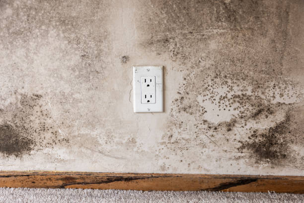 Best Dehumidification Services  in Plymouth, MI