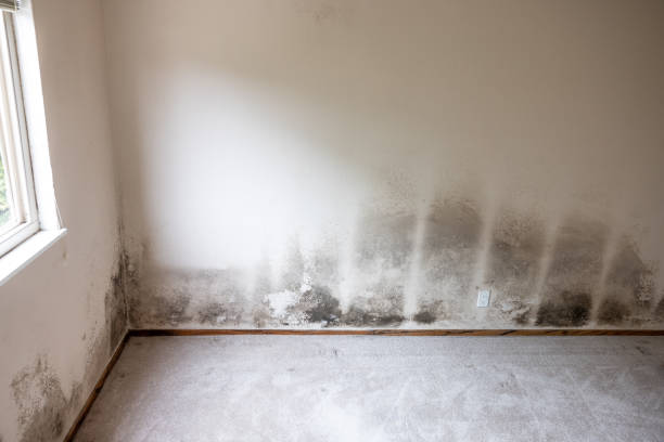 Best Black Mold Removal  in Plymouth, MI