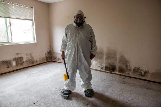 Trusted Plymouth, MI Mold Removal Experts
